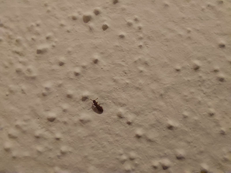 Getreideplattkäfer — Bild 3