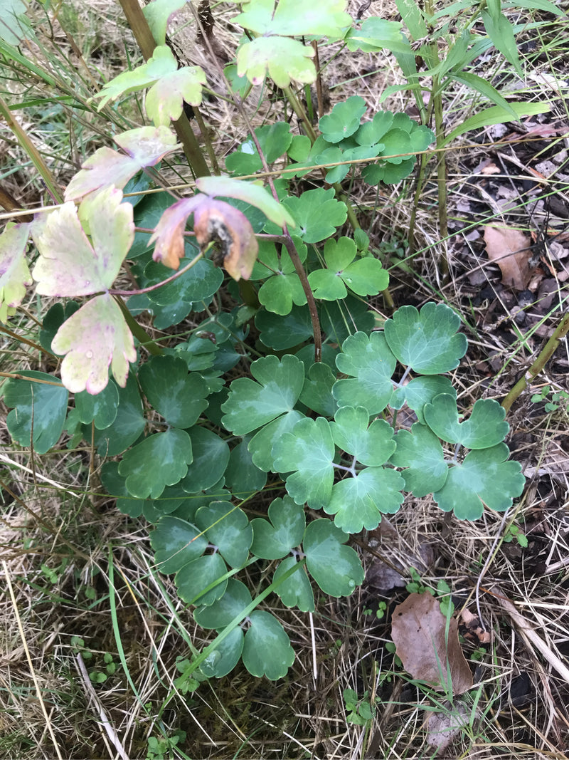 Akelei — Bild 2 von 67