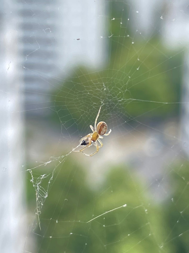 Gewöhnliche Baldachinspinne — Bild 5