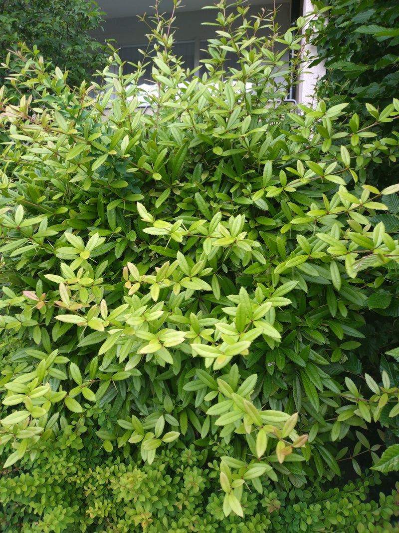 Berberitze — Bild 2