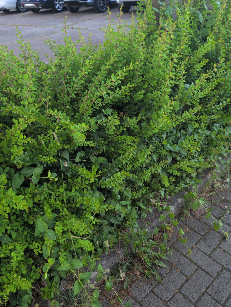 Berberitze — Bild 4