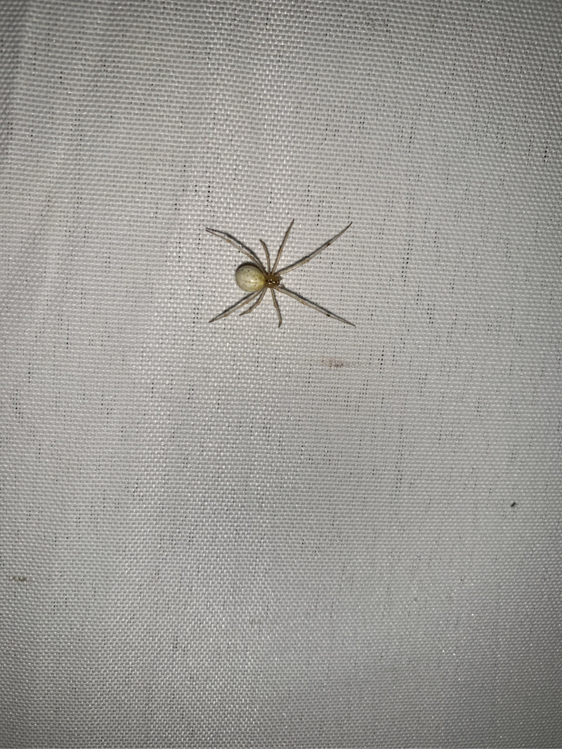 Gewöhnliche Decken-Spinne — Bild 1