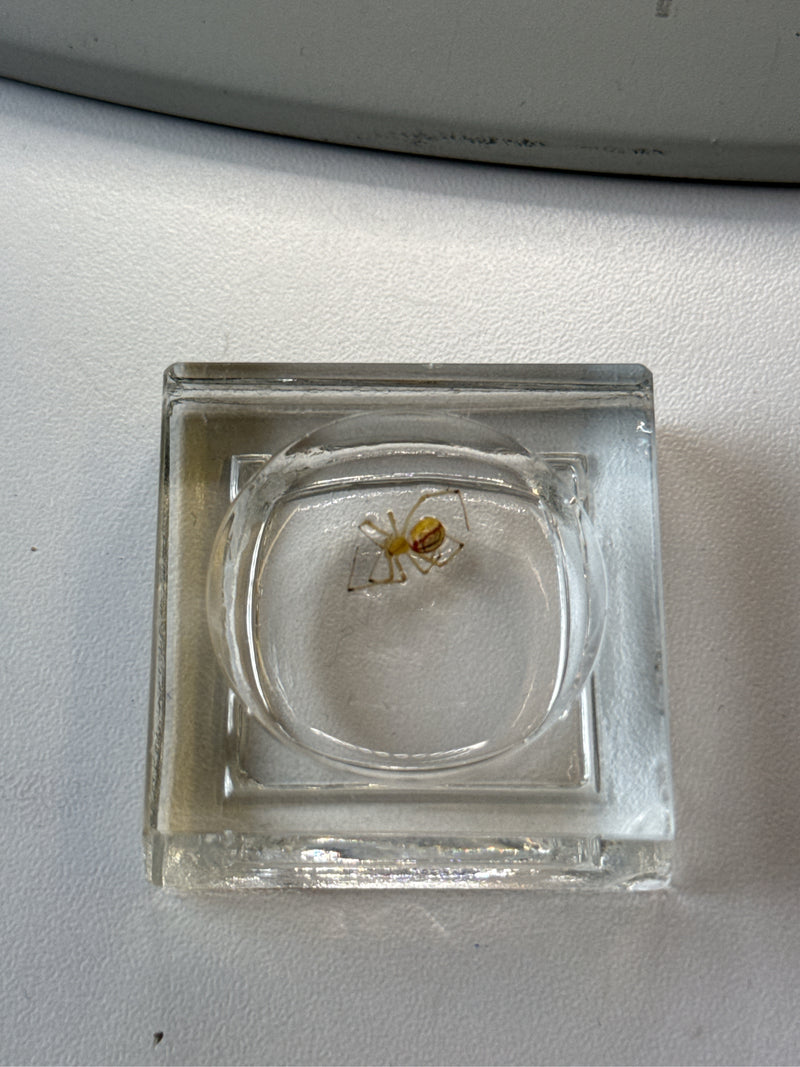 Auf dem Bild ist eine Gewöhnliche Decken-Spinne zu sehen, die in einer kleinen Glas-Schale sitzt. Die Aufnahme zeigt das Tier von oben in einer kontrollierte...