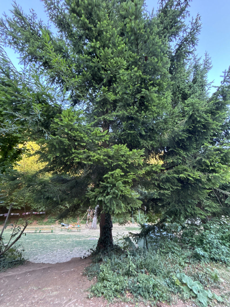 Gewöhnliche Douglasie — Bild 2