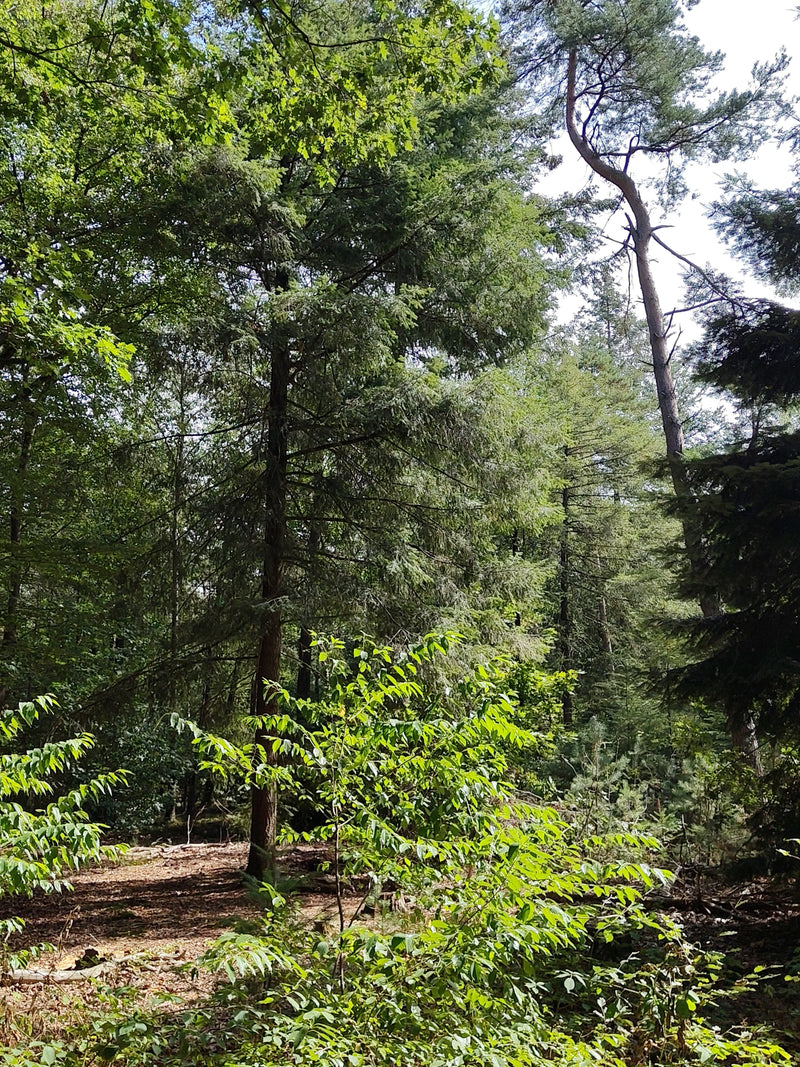 Gewöhnliche Douglasie — Bild 1