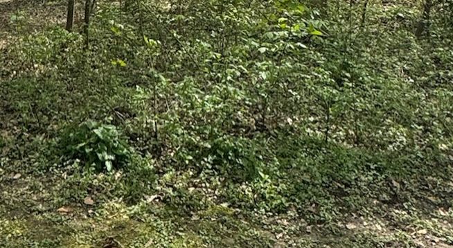 Gemeine Esche — Bild 2