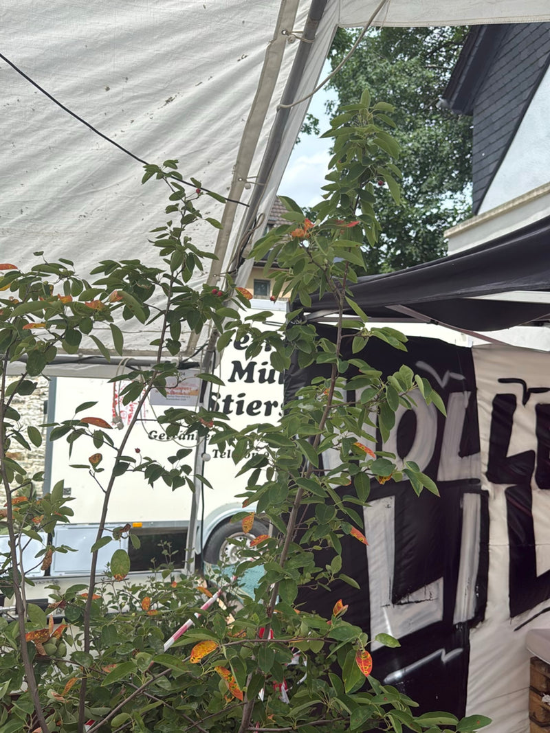 Felsenbirne — Bild 1