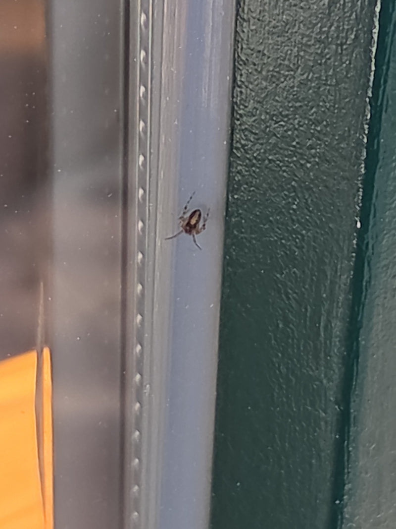 Gewöhnliche Fettspinne — Bild 5