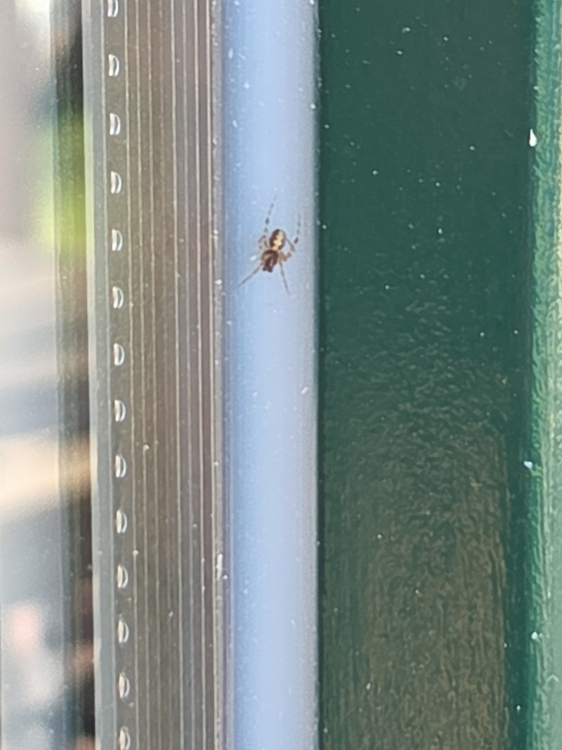 Gewöhnliche Fettspinne — Bild 4