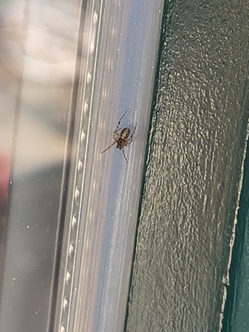 Gewöhnliche Fettspinne — Bild 1