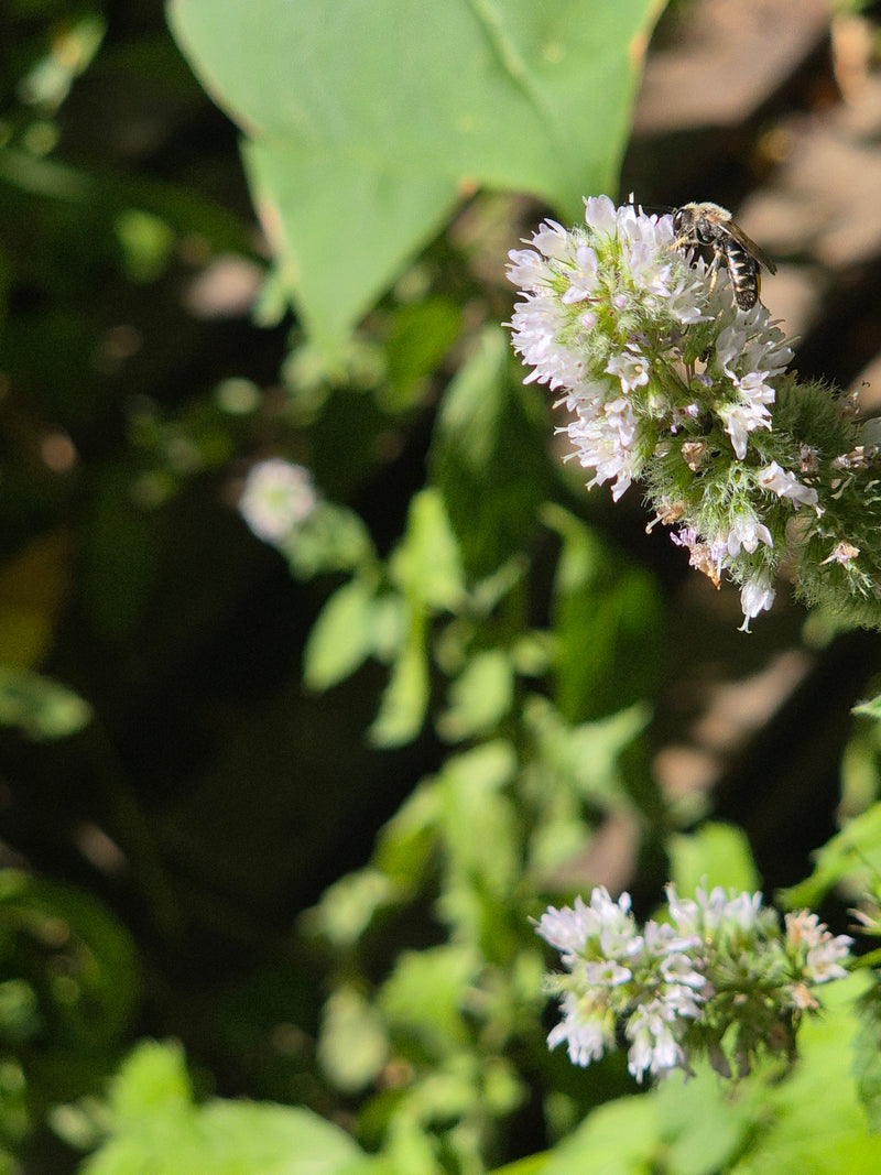 Gewöhnliche Furchenbiene — Bild 1