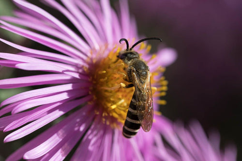 Gewöhnliche Furchenbiene (Lasioglossum calceatum) — 3775 Lenk, 05.10.2026
