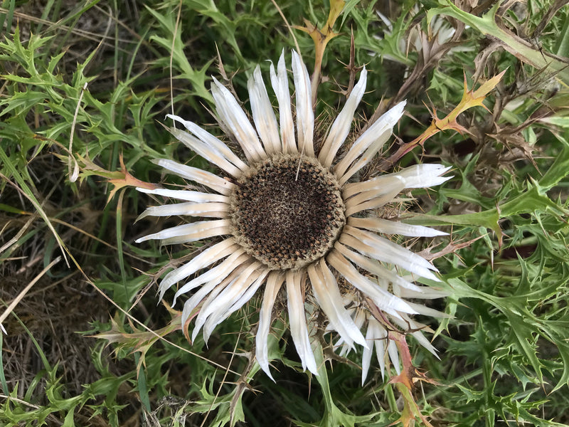 Gewöhnliche Golddistel — Bild 5 von 7