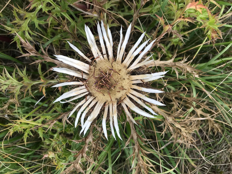 Gewöhnliche Golddistel — Bild 4 von 7