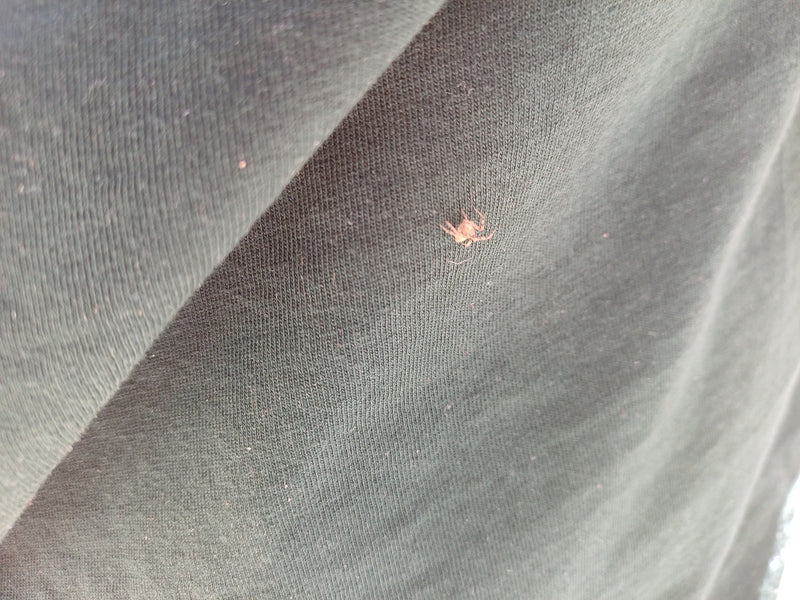 Gewöhnliche Krabbenspinne — Bild 4