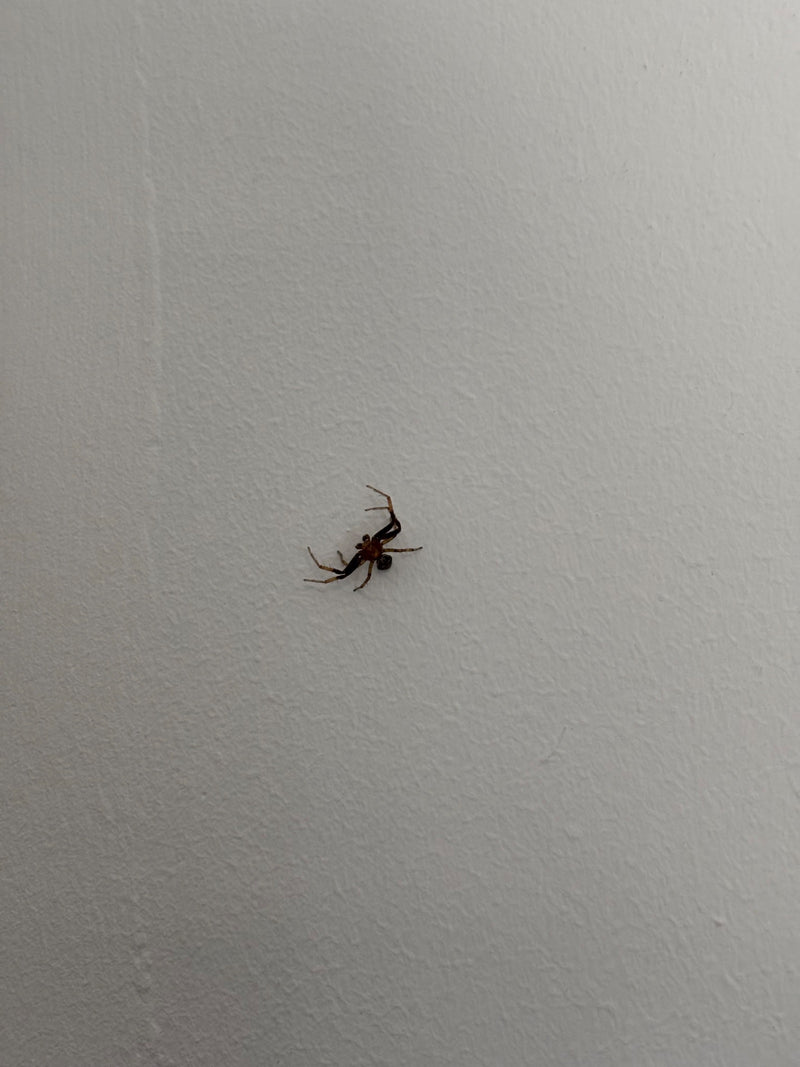 Gewöhnliche Krabbenspinne — Bild 5