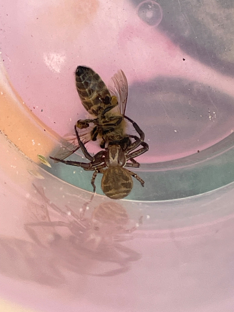 Gewöhnliche Krabbenspinne — Bild 3