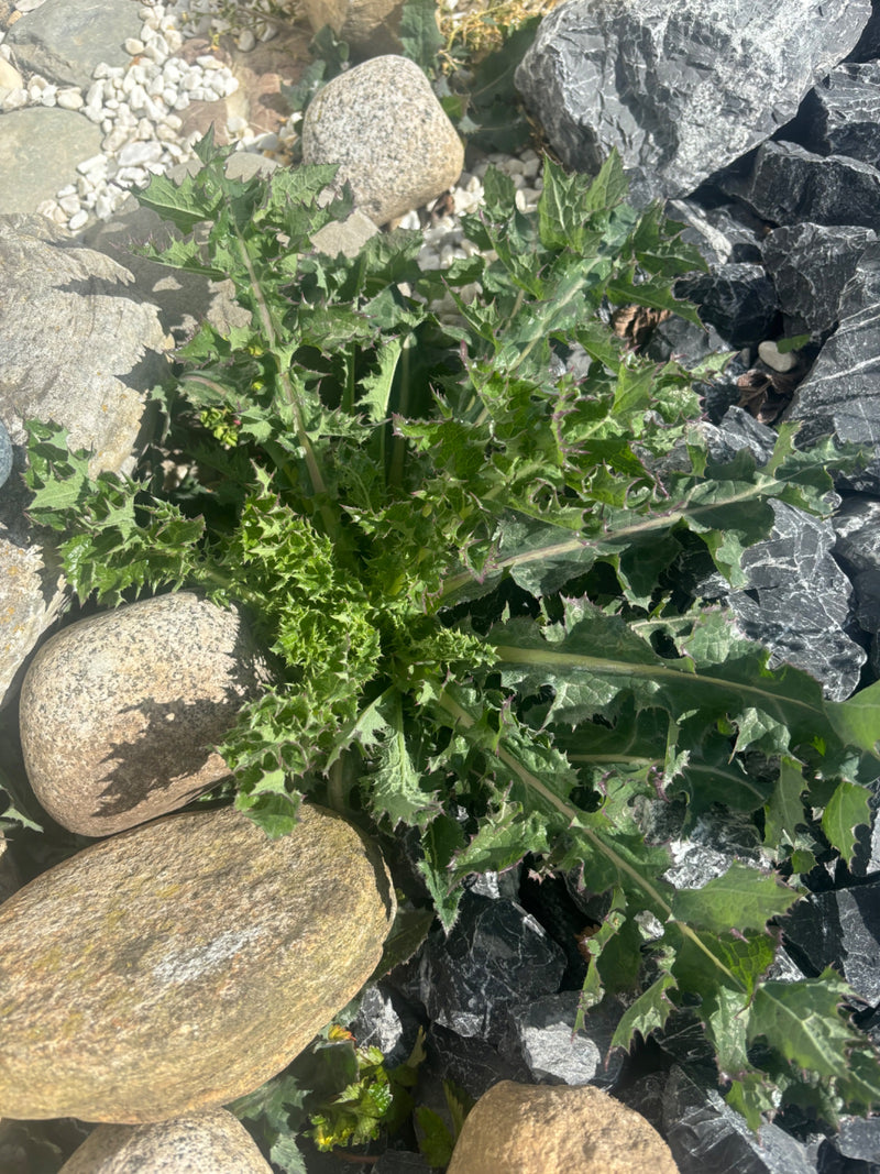 Gewöhnliche Kratzdistel — Bild 3