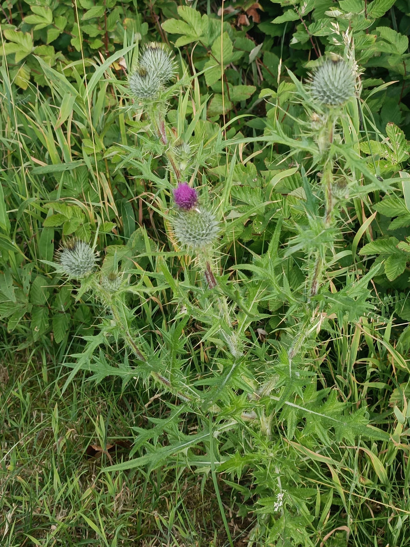 Gewöhnliche Kratzdistel — Bild 2