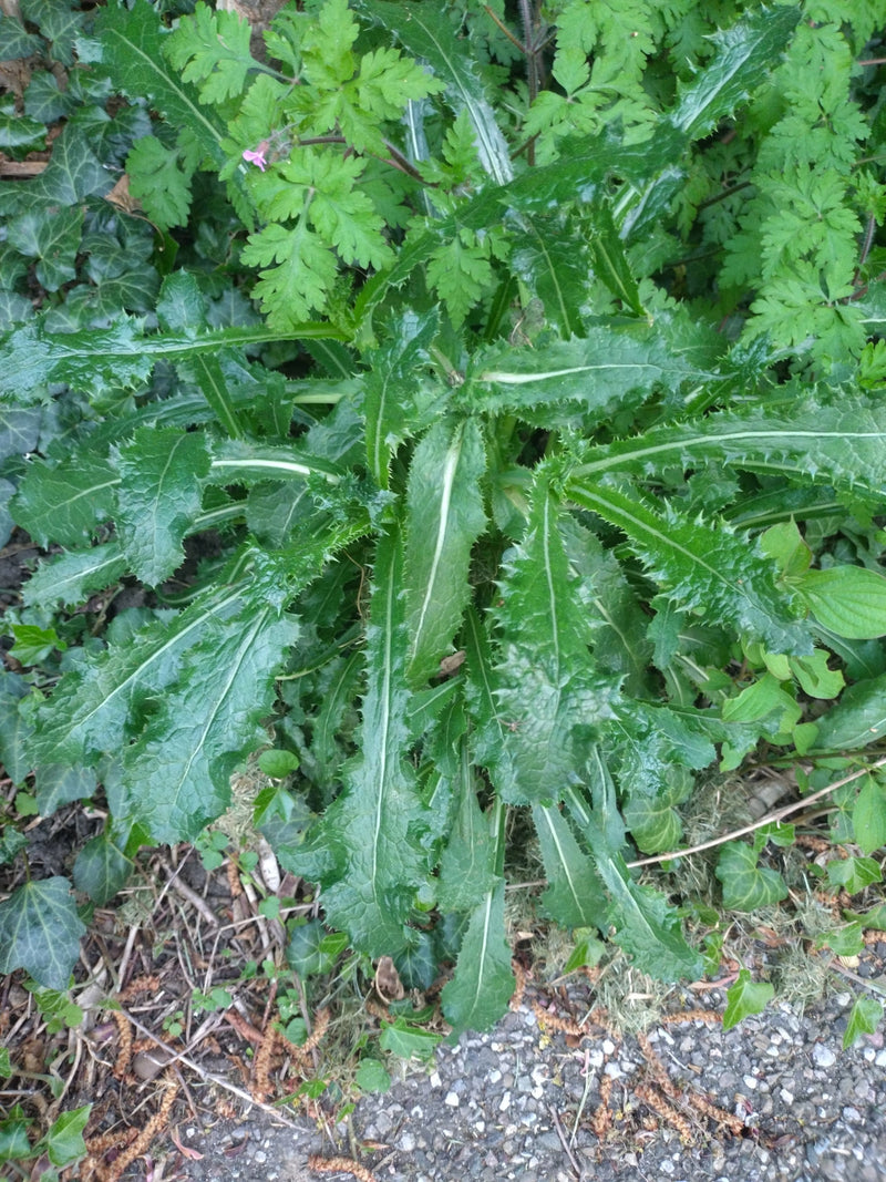 Gewöhnliche Kratzdistel — Bild 1