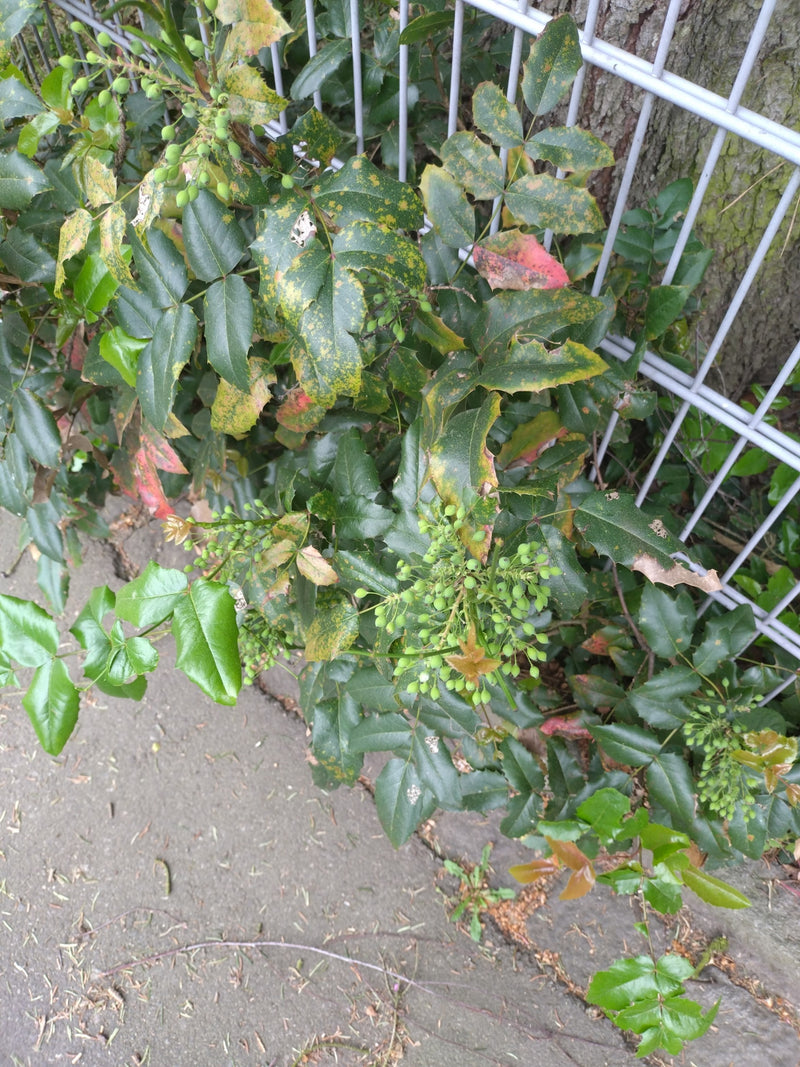 Mahonie — Bild 3