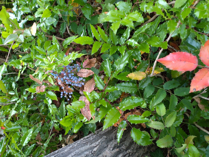 Mahonie — Bild 4