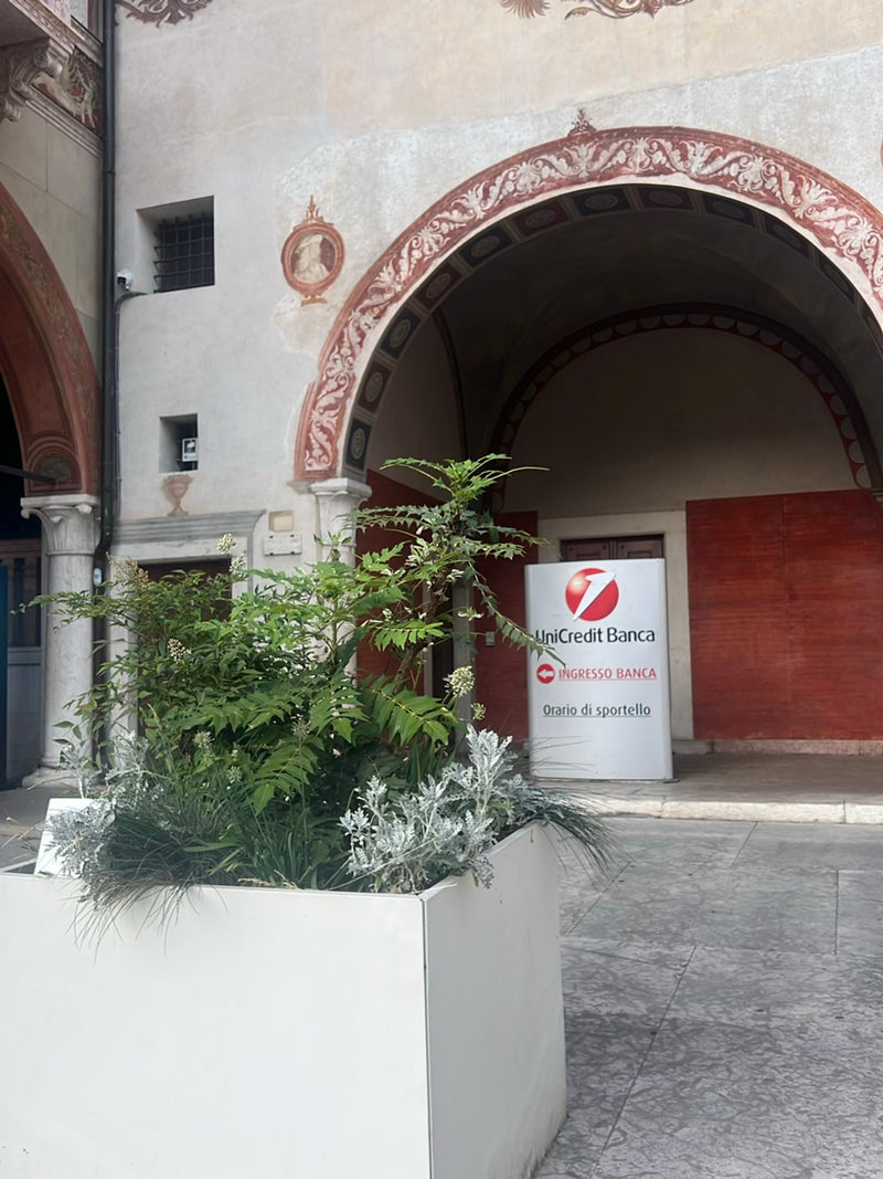 Mahonie — Bild 5