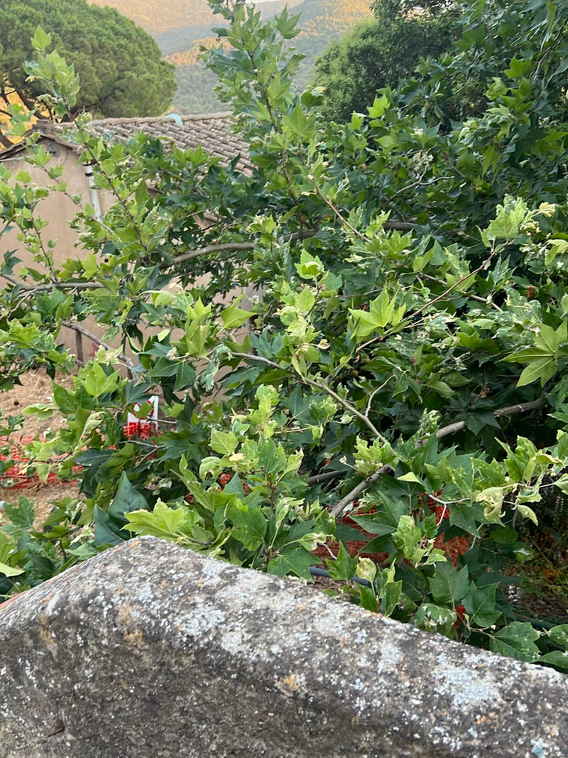 Ahornblättrige Platane — Bild 3