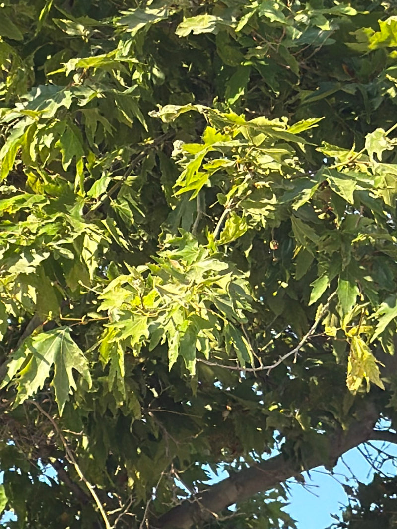 Ahornblättrige Platane — Bild 1