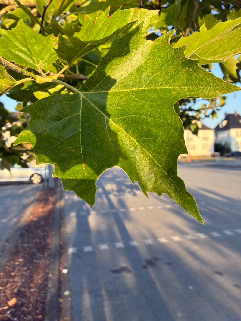 Ahornblättrige Platane — Bild 5