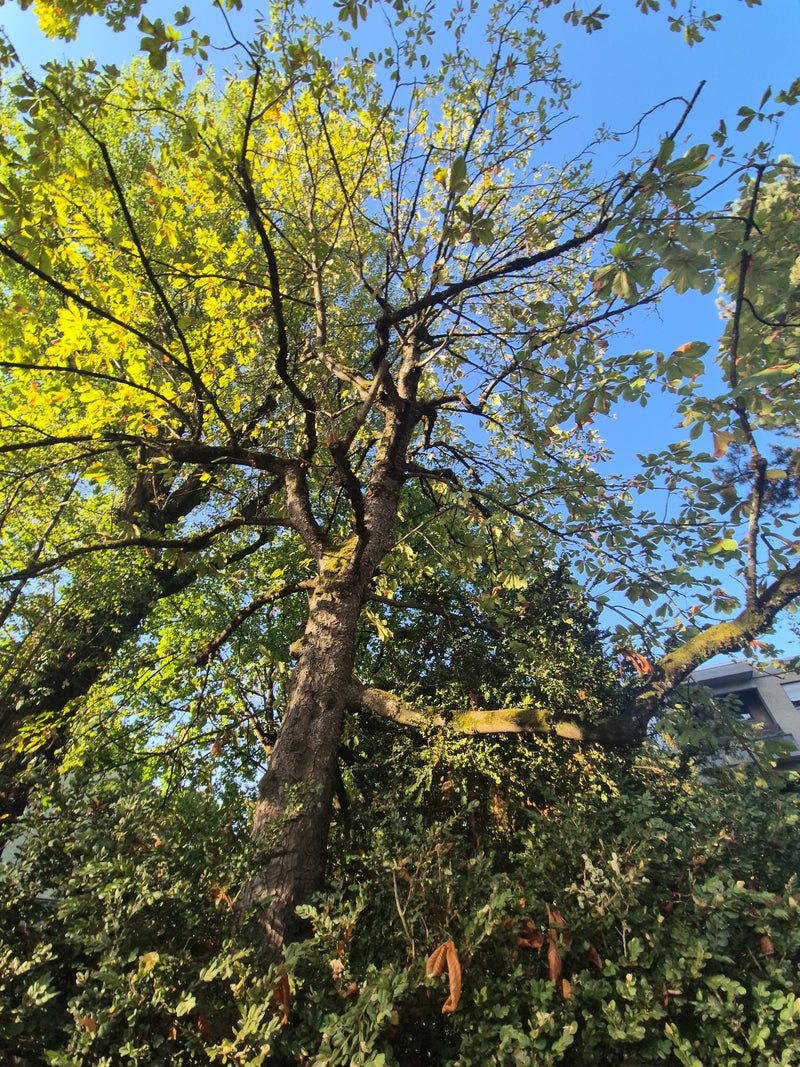 Zu sehen ist eine Gewöhnliche Rosskastanie aus einer Froschperspektive, die in den blauen Himmel ragt. Der Stamm und die Verzweigungen mit Blättern sind deut...