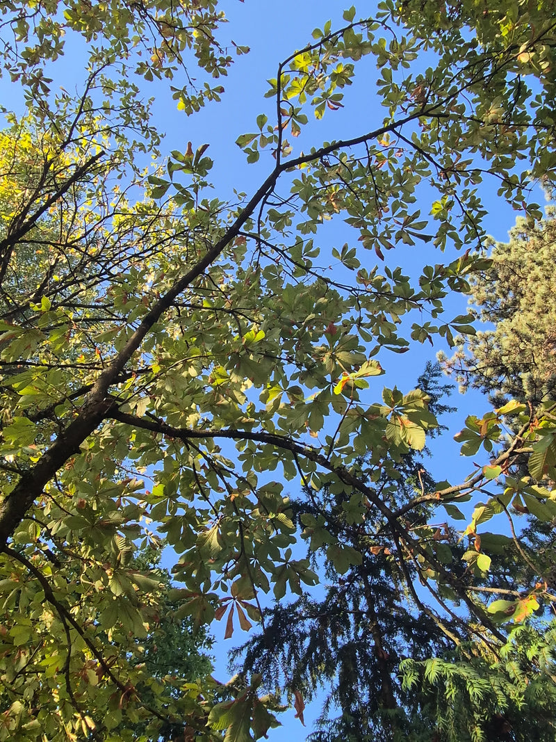 Zu sehen ist die Baumkrone einer Gewöhnlichen Rosskastanie mit typischen gefingerten Blättern vor einem blauen Himmel. Die Perspektive geht von unten nach ob...