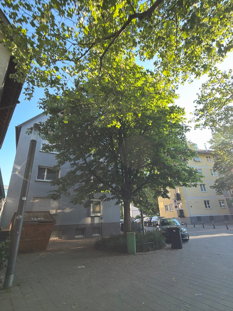 Gewöhnliche Rosskastanie — Bild 5