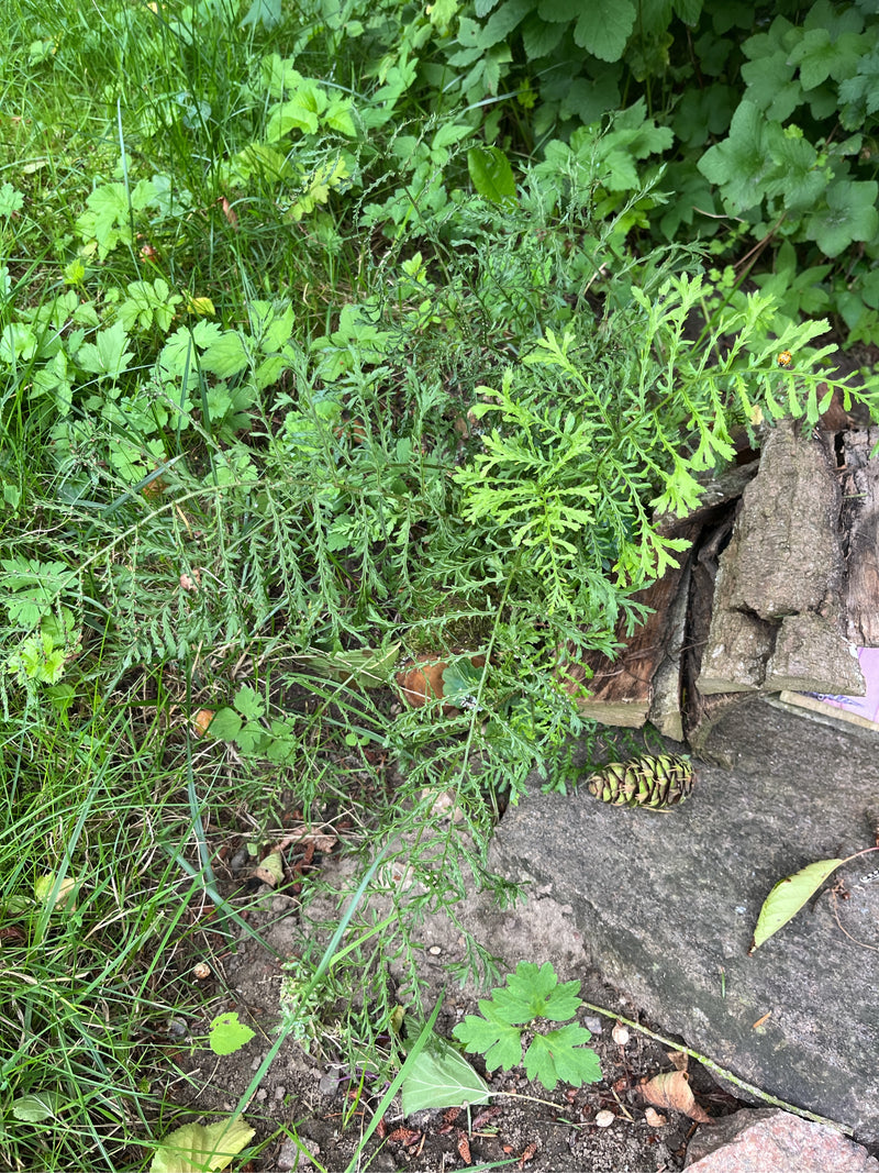 Gemeine Schafgarbe — Bild 3