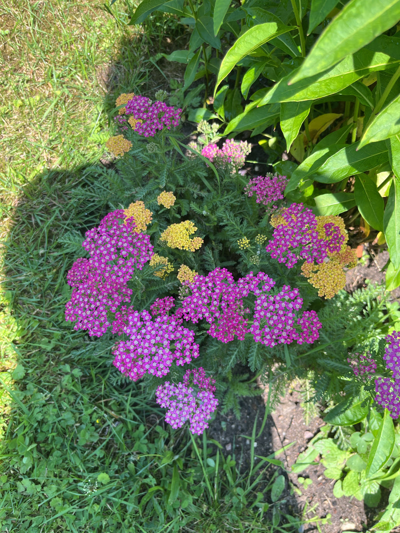 Gemeine Schafgarbe — Bild 3