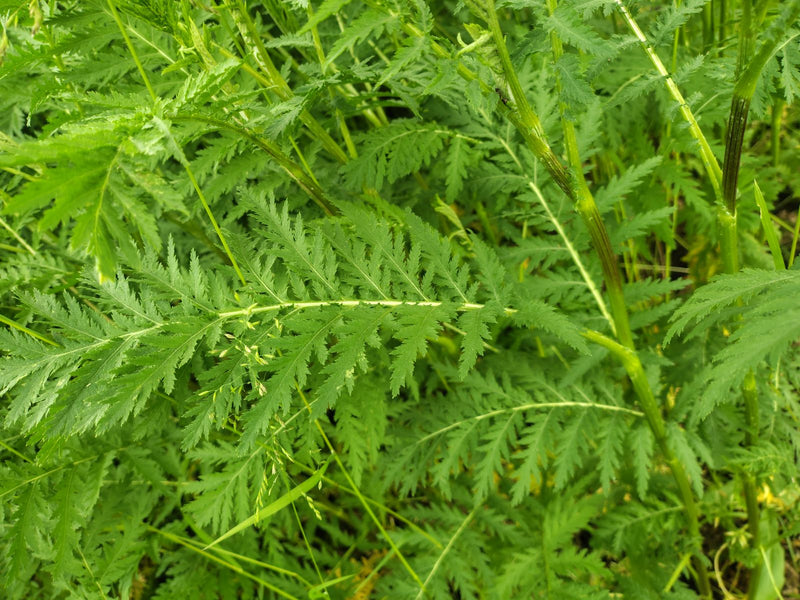 Gemeine Schafgarbe — Bild 4