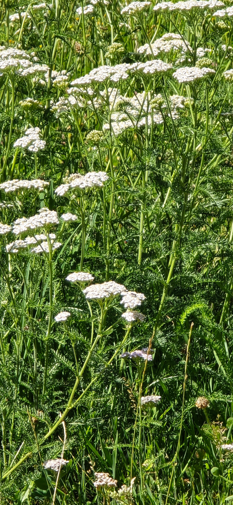 Gemeine Schafgarbe — Bild 2