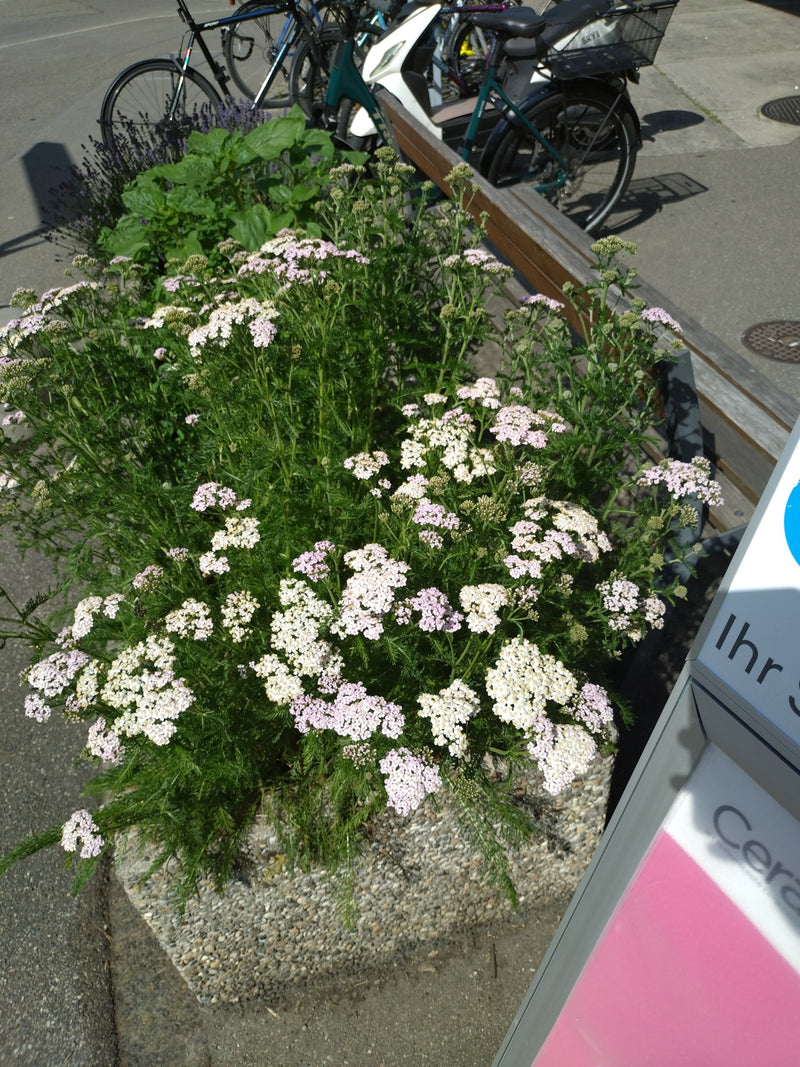 Gemeine Schafgarbe — Bild 2
