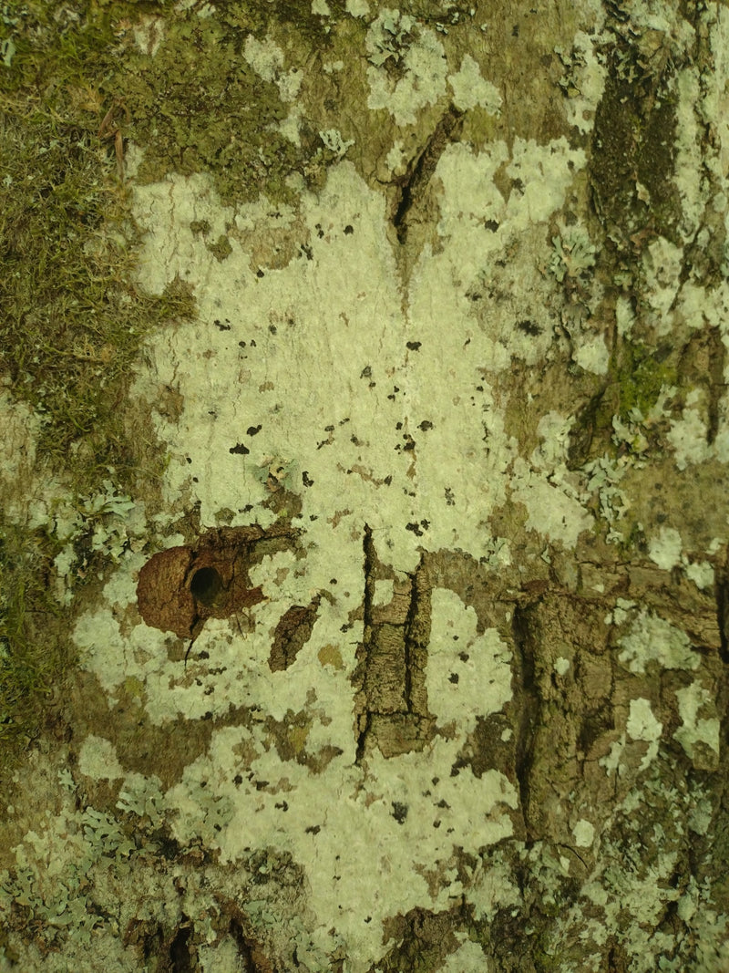 Gewöhnliche Schriftflechte — Bild 3