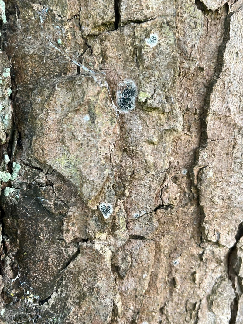 Gewöhnliche Schriftflechte — Bild 2