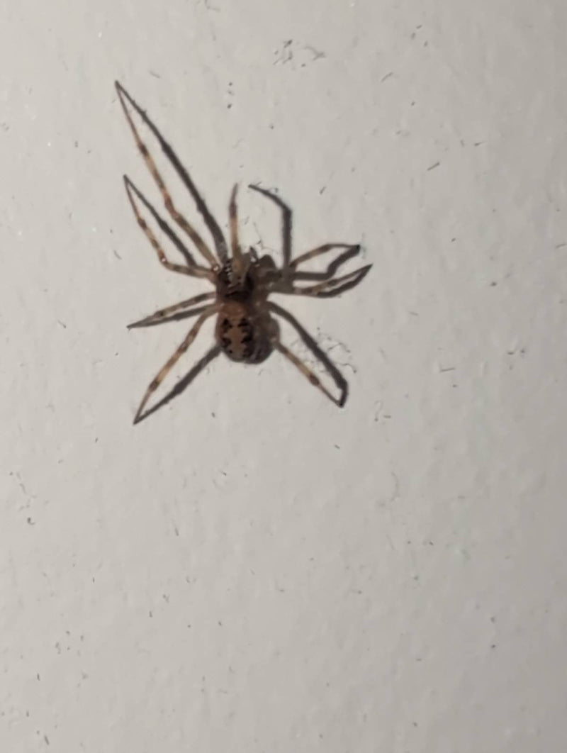Sektorspinne — Bild 2