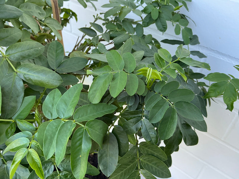 Gewöhnliche Senna — Bild 1