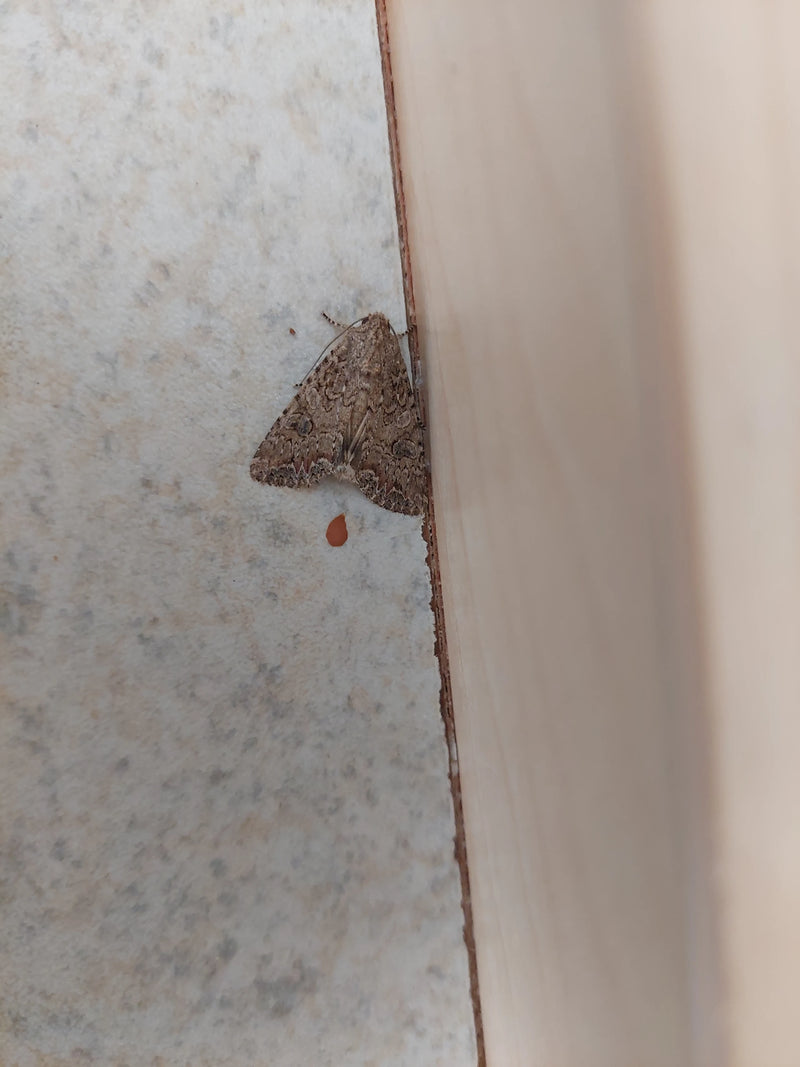 Gewöhnliche Staubeule — Bild 1