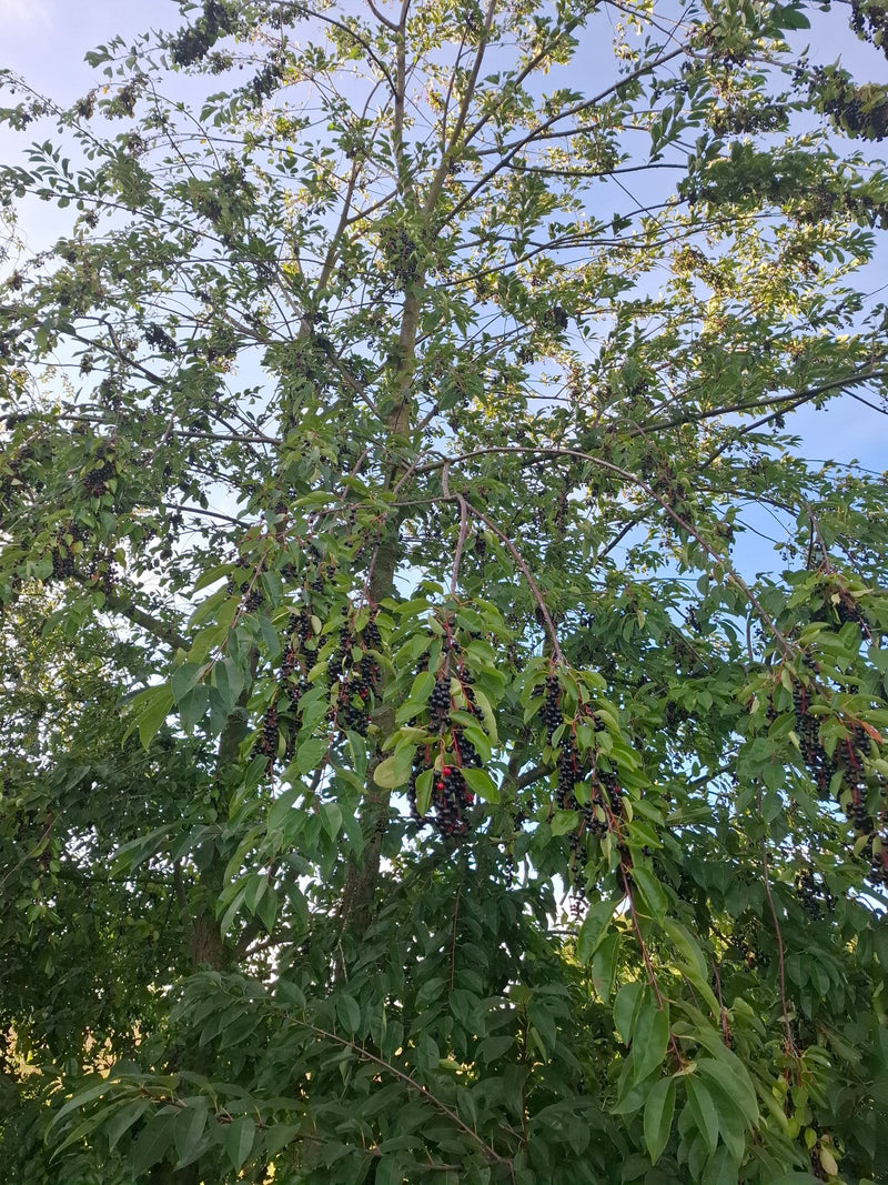 Zu sehen ist eine Gewöhnliche Traubenkirsche mit zahlreichen grünen Blättern und langen Trauben voller dunkler Früchte. Der Baum erstreckt sich vor einem hel...