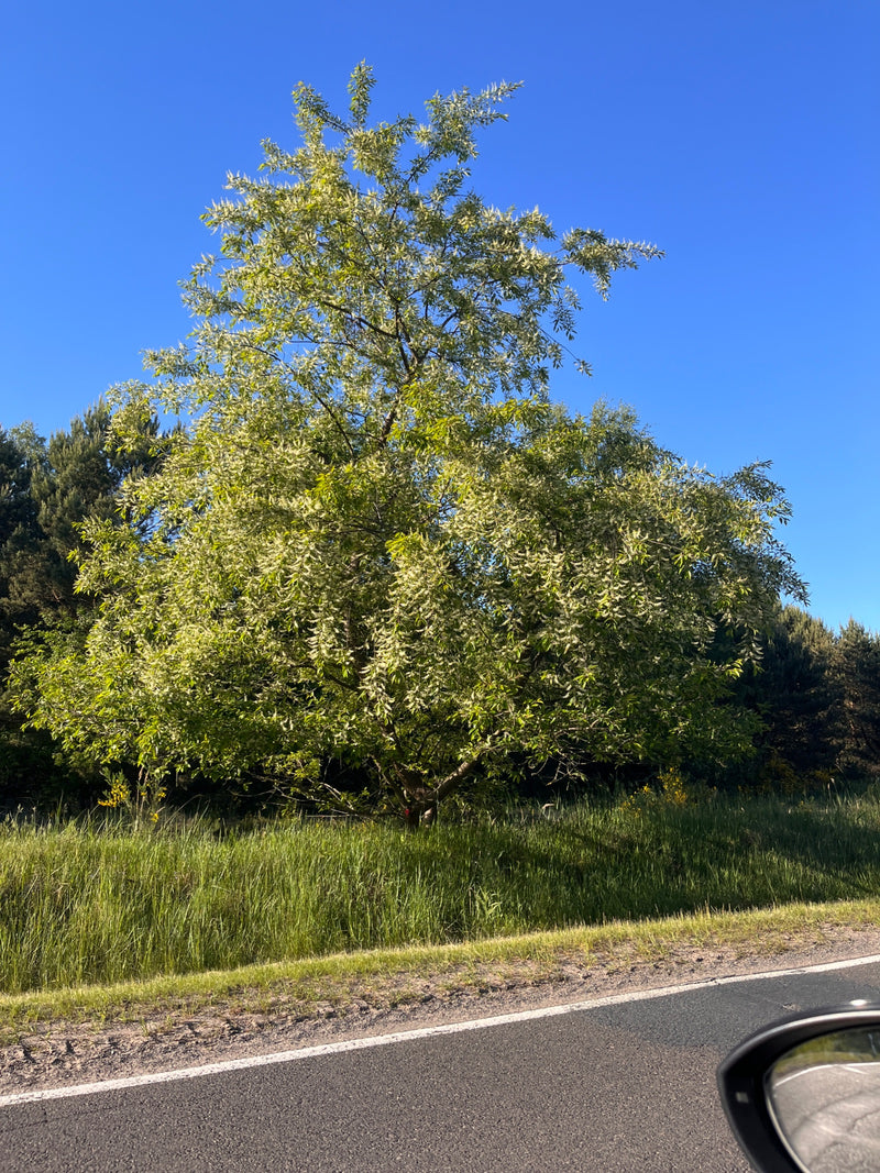 Zu sehen ist ein blühender Baum der Gewöhnlichen Traubenkirsche an einem Straßenrand. Der Baum steht vor einer Kulisse aus grünem Gras und weiterem Wald.