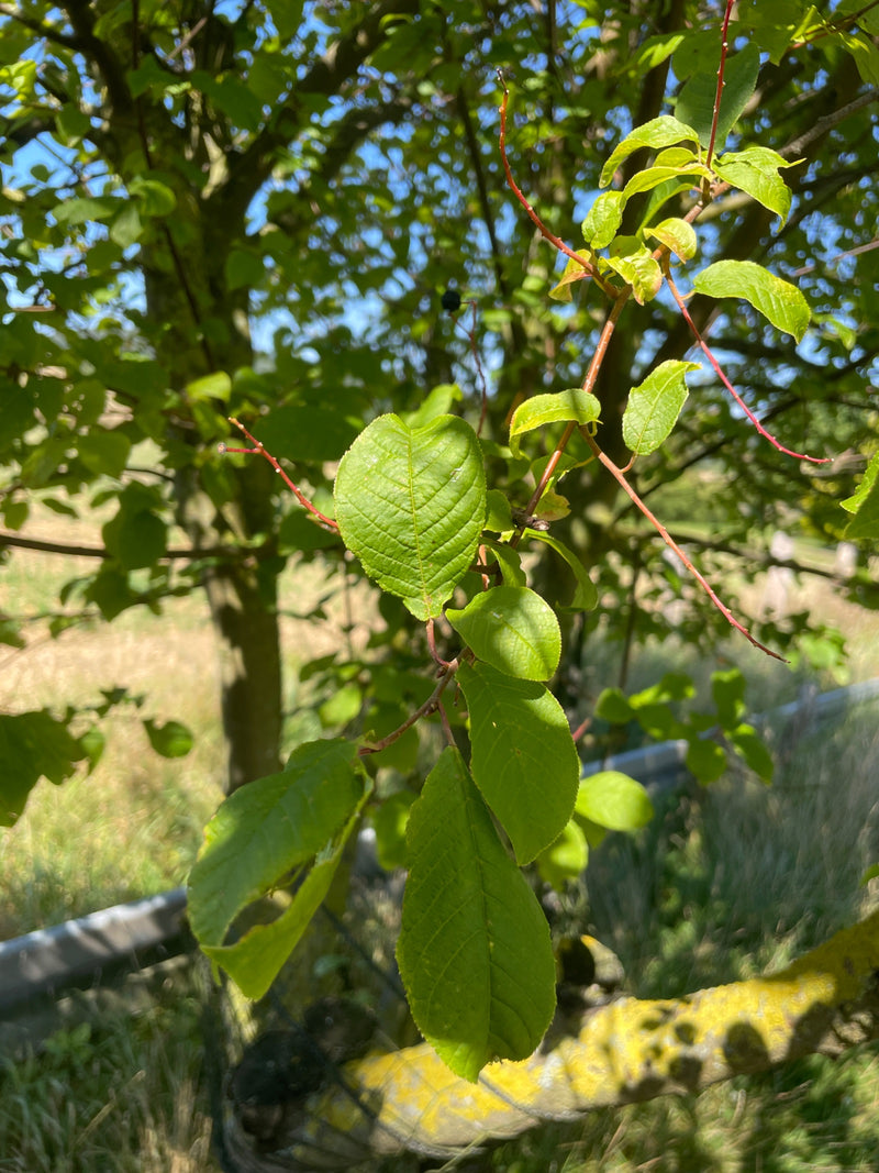 Zu sehen sind die grünen Blätter und rötlichen Zweige der Gewöhnlichen Traubenkirsche im Sonnenlicht. Die feingezähnten Blätter hängen an einem Ast vor einer...