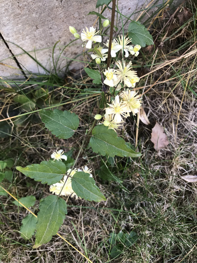 Gewöhnliche Waldrebe — Bild 2 von 9