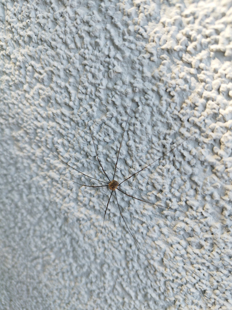 Gewöhnliche Weberknecht — Bild 5