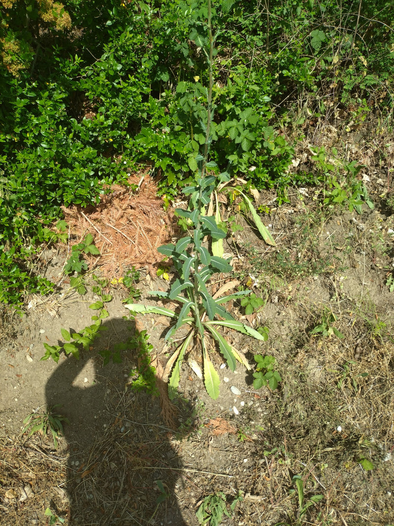 Wegwarte — Bild 1