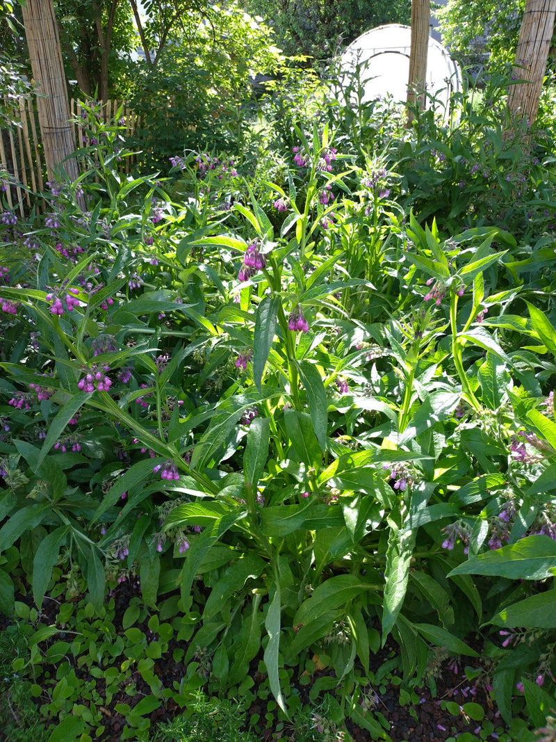 Beinwell — Bild 1